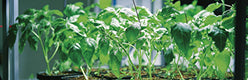 Für Growboxen